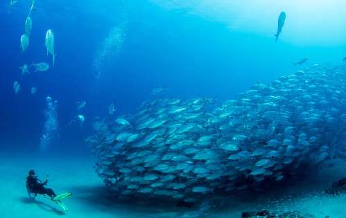 Immersioni nel Mare di Cortez immersioni-mare-di-corts-nautilus-liveaboard.jpg