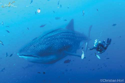 Immersioni nel Mare di Cortez mare-di-corts-squalo-balena-nautilus-liveaboard.jpg