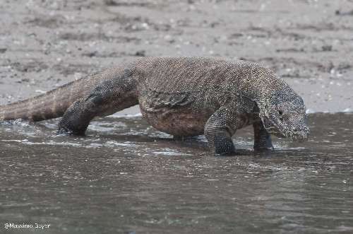 Immersioni a Komodo indonesia-boyer-9.jpg