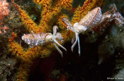 Immersioni a Raja Ampat indonesia-boyer-1.jpg