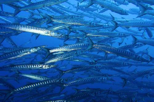 In barca a vela nel Mediterraneo la-rotta-del-tonno-ustica-immersione.jpg