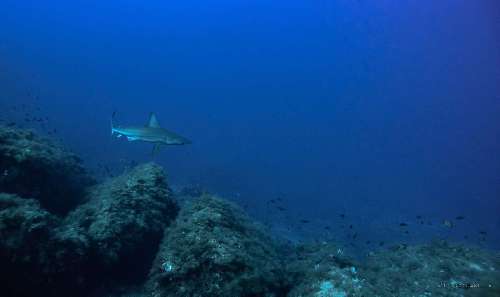 In barca a vela nel Mediterraneo quasi-tropici-lampione-immersione.jpg