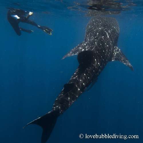 I Fondali di Nosy Be squalo-balena-nosy-be-lbsd9844.jpg