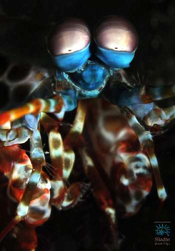 PARCO MARINO DI BUNAKEN – SITI D’IMMERSIONE  underwatersiladen-resort-1.jpg