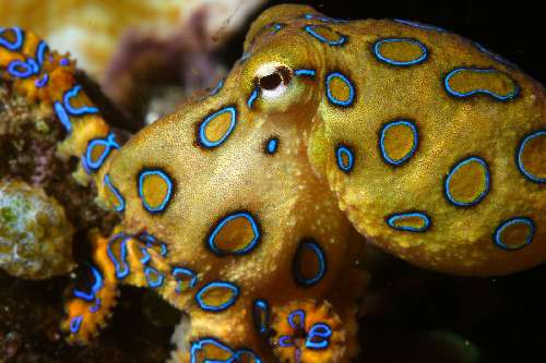 PARCO MARINO DI BUNAKEN – SITI D’IMMERSIONE  underwatersiladen-resort-2.jpg