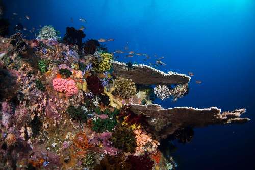 PARCO MARINO DI BUNAKEN – SITI D’IMMERSIONE  underwatersiladen-resort-5.jpg