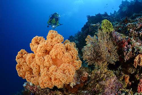 PARCO MARINO DI BUNAKEN – SITI D’IMMERSIONE  underwatersiladen-resort-6.jpg