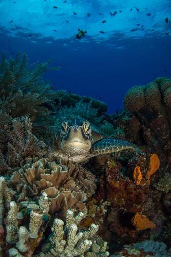 PARCO MARINO DI BUNAKEN – SITI D’IMMERSIONE  underwatersiladen-resort-7.jpg