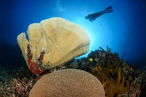 PARCO MARINO DI BUNAKEN – SITI D’IMMERSIONE  underwatersiladen-resort-8.jpg