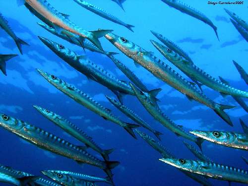 PARCO MARINO DI BUNAKEN – SITI D’IMMERSIONE  underwatersiladen-resort-9.jpg