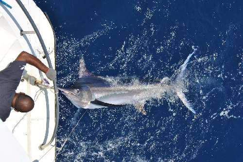 Crociera per pescatori Maldive fishingballa-giorgio-8.jpg