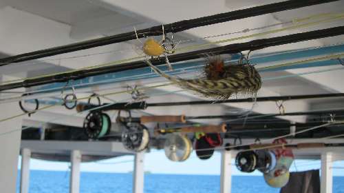 Crociera per pescatori Maldive img1035.jpg