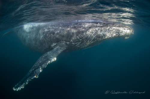 SARDINE RUN  sardine-runraffaella-schlegel-10.jpg