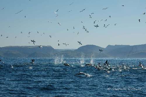 SARDINE RUN  sardine-runraffaella-schlegel-19.jpg