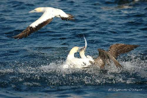 SARDINE RUN  sardine-runraffaella-schlegel-20.jpg