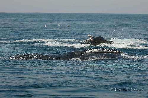 SARDINE RUN  sardine-runraffaella-schlegel-21.jpg