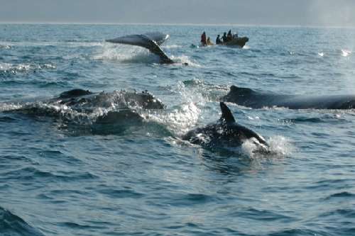 SARDINE RUN  sardine-runraffaella-schlegel-3.jpg