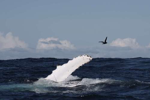 SARDINE RUN  sardine-runraffaella-schlegel-7.jpg