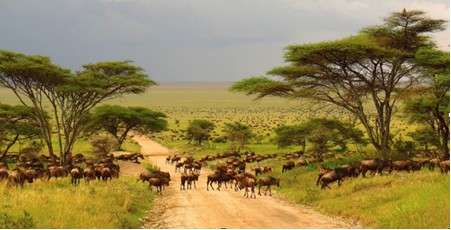 BOTSWANA picture12.jpg