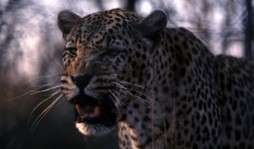 BOTSWANA picture6.jpg