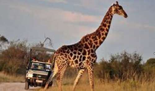 BOTSWANA picture7.jpg