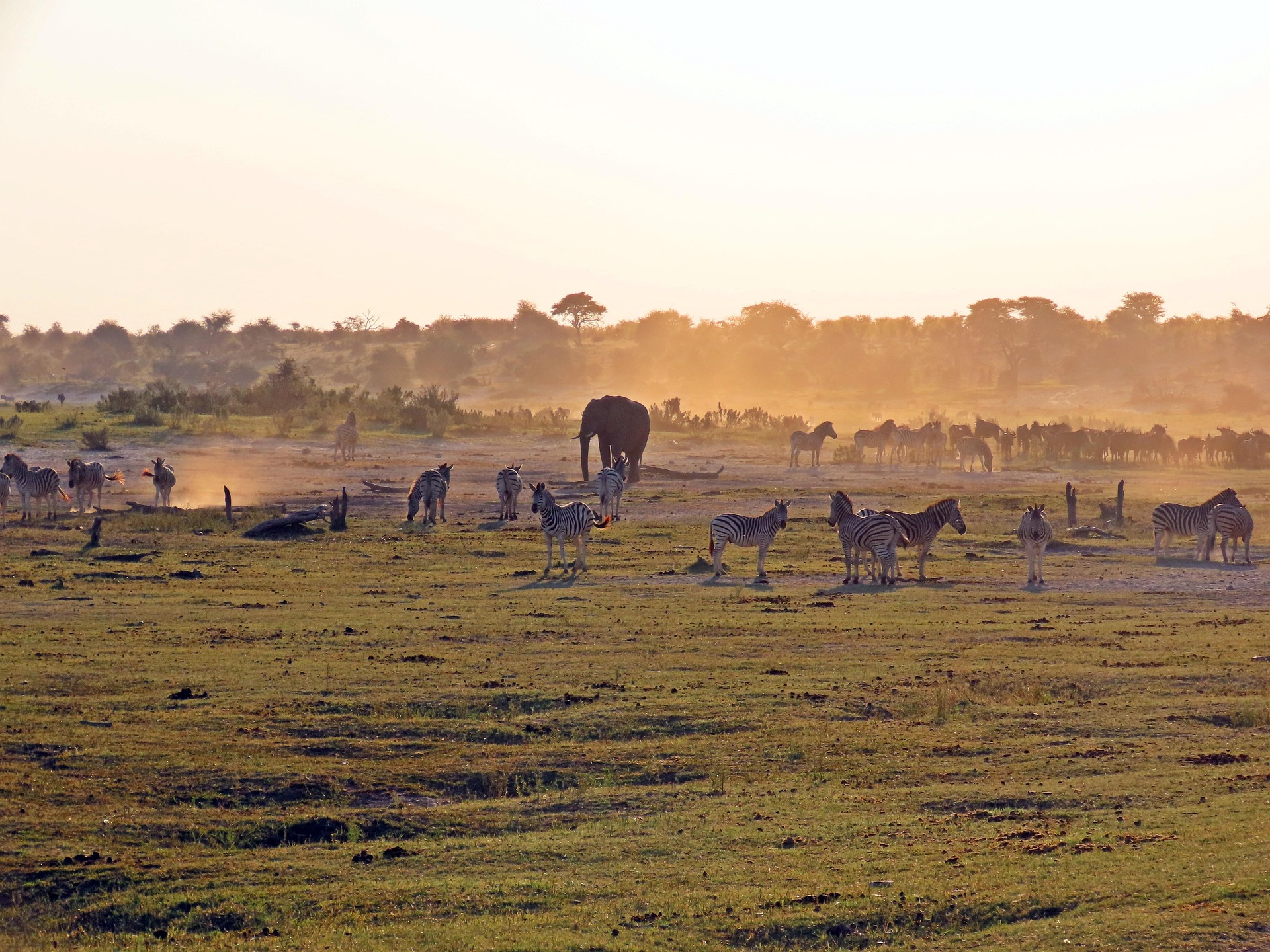 wildlife-83406091920.jpg