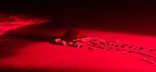 I TESORI DELL’OMAN turtle-watching-in-ras-al-jinz-2.jpg