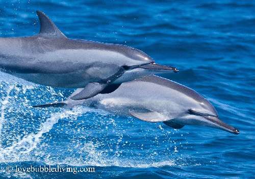 Madagascar, Nosy Be: immersioni per tutte le stagioni