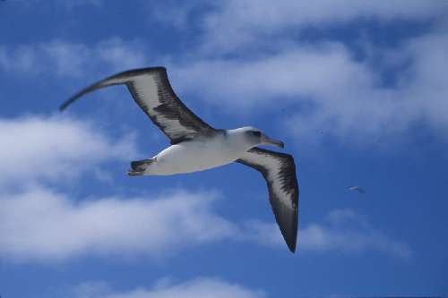 Proteggiamo il nostro amico Albatros dall’estinzione