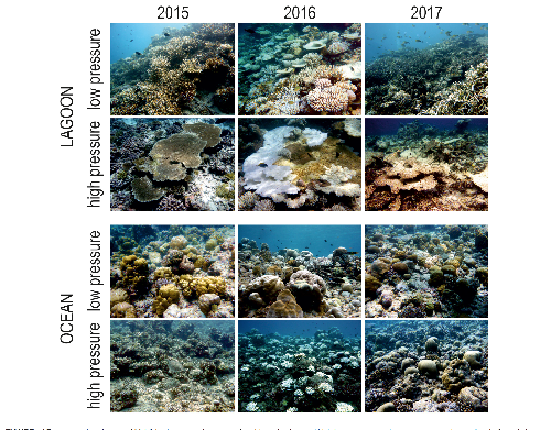 Il primo articolo sullo stato dei coralli maldiviani con dati raccolti oltre i 50 mt