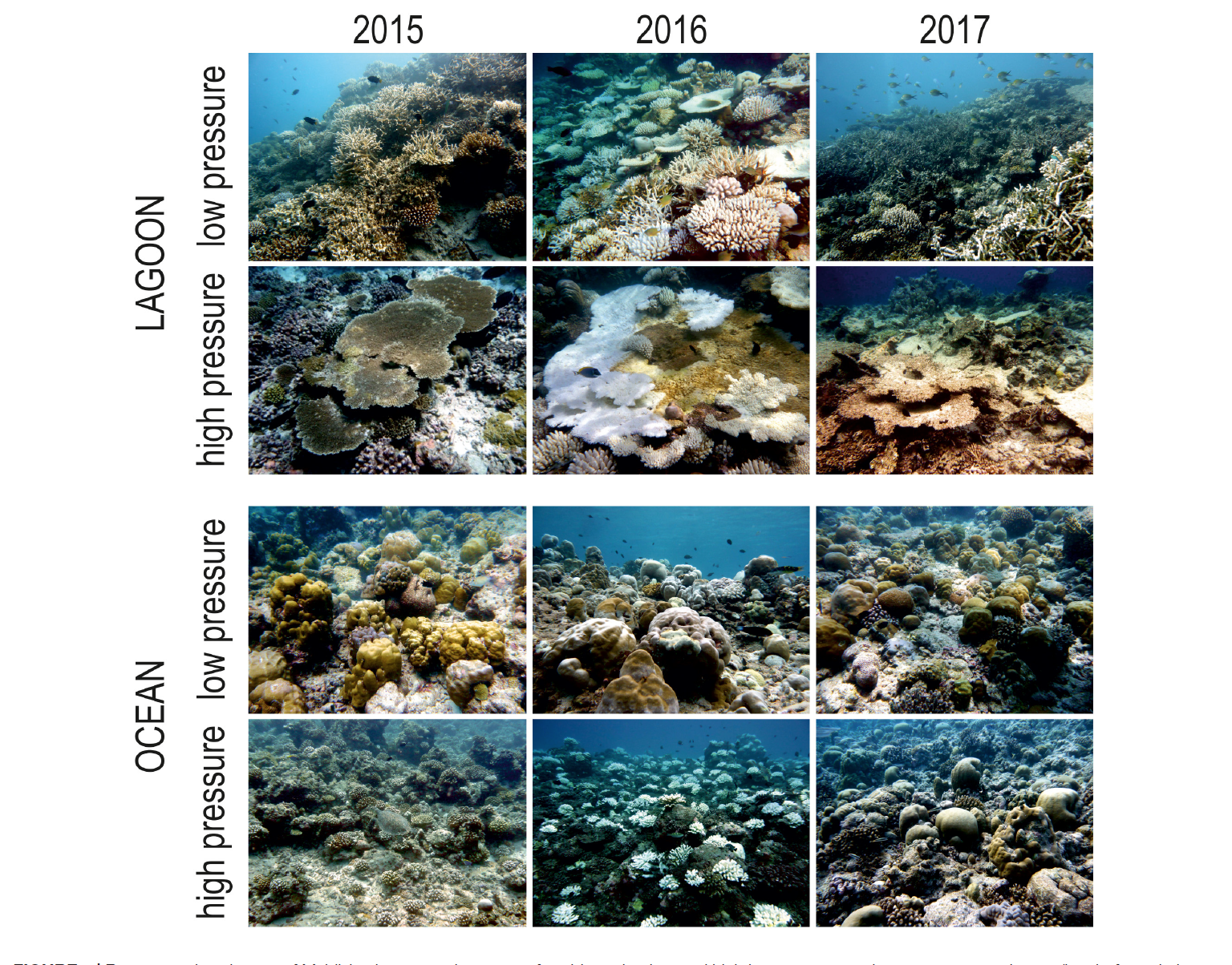 Il primo articolo sullo stato dei coralli maldiviani con dati raccolti oltre i 50 mt