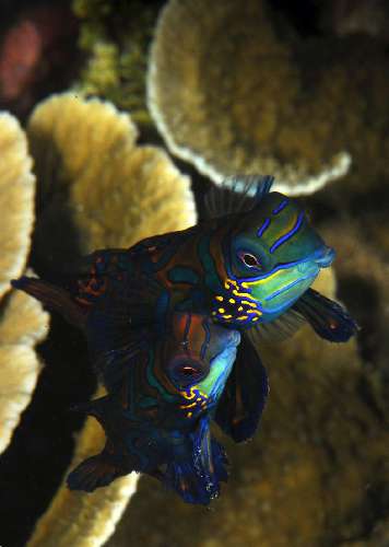 Immersioni in Indonesia underwatersiladen-resort-3.jpg