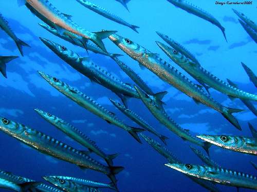 Immersioni in Indonesia underwatersiladen-resort-9.jpg