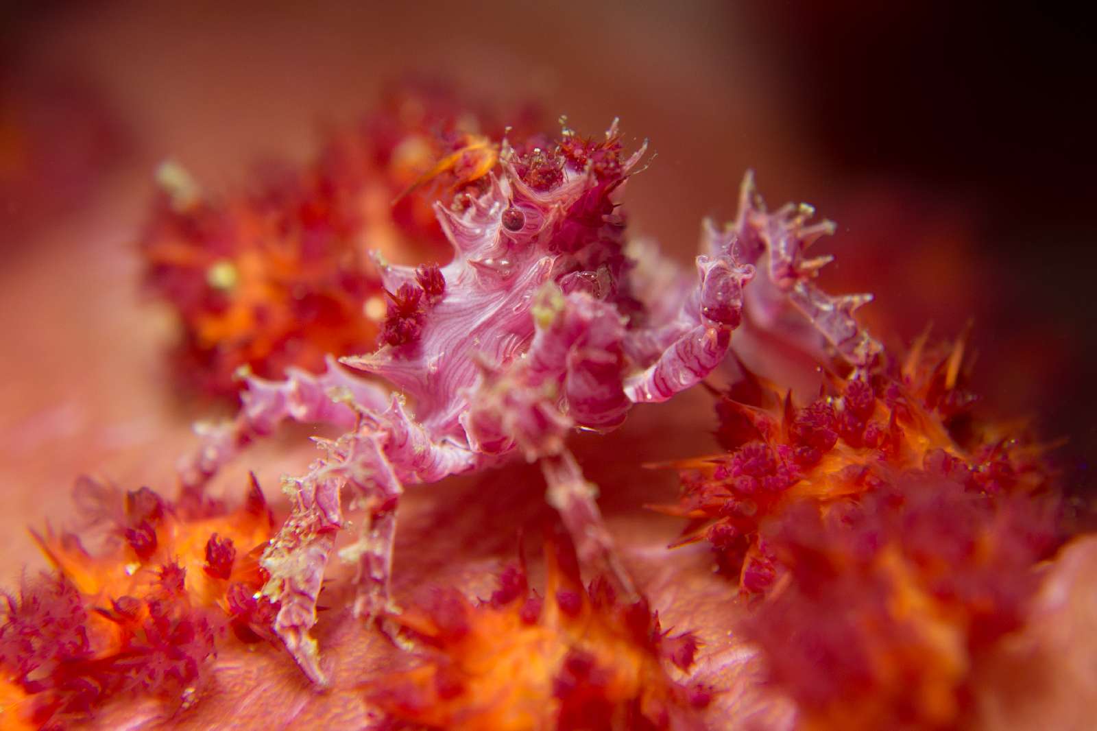 underwater-siladen-resort-4.jpg
