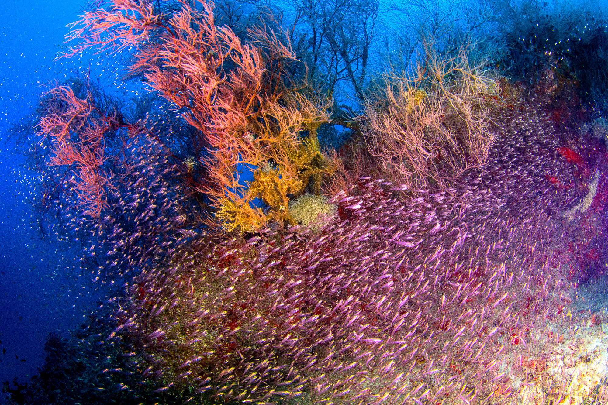 galssfish-michael-aw.jpg