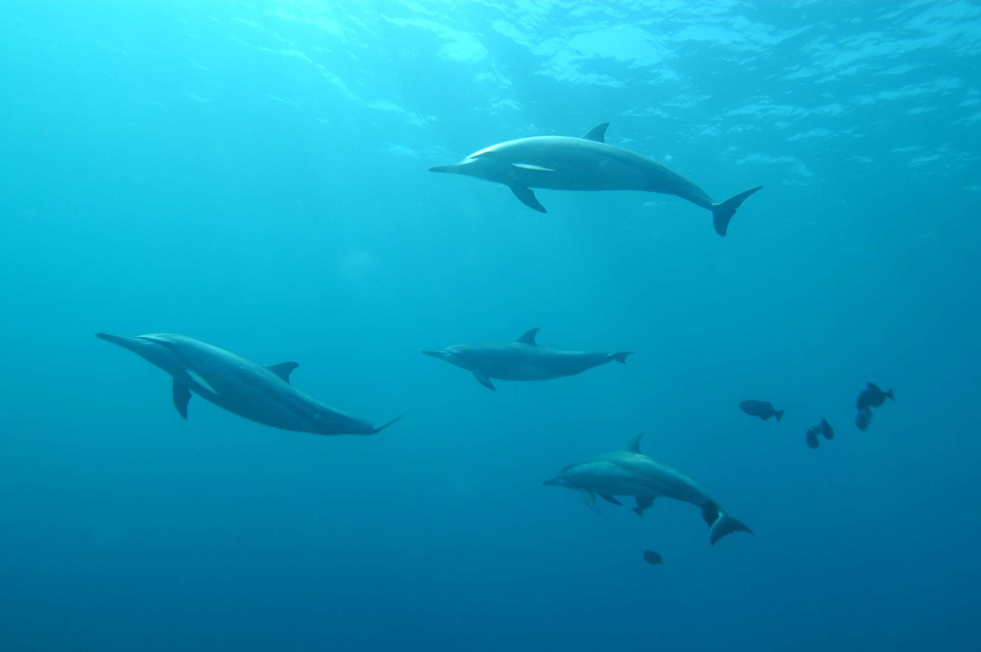 dolphins.jpg