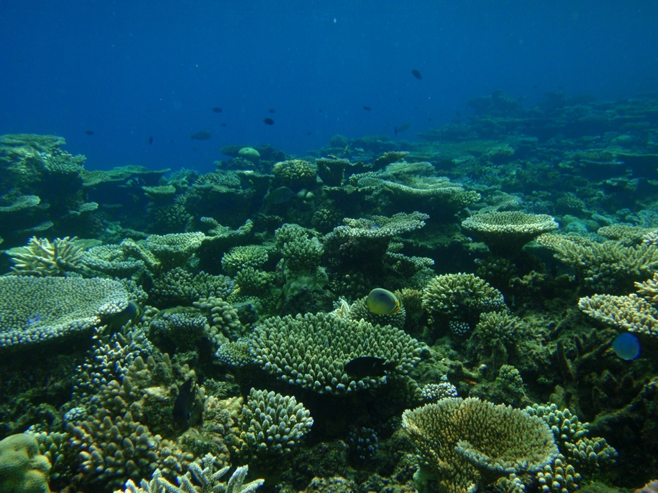 Villa Stella copia-di-rinbudhoo-coral-reef.jpg